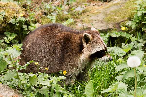 Waschb&auml;r beim Wiesenspaziergang