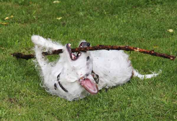 Jack Russel Mischling liebt Stöckchen-Spiel