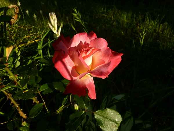 Licht und Schatten