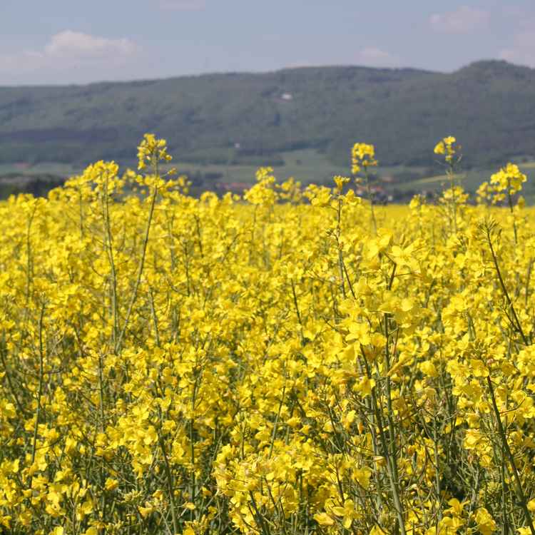 Rapsblüte am Meißner