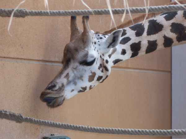 Knutsch mich ich bin eine Giraffe