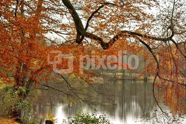 Friedlicher Herbst 2