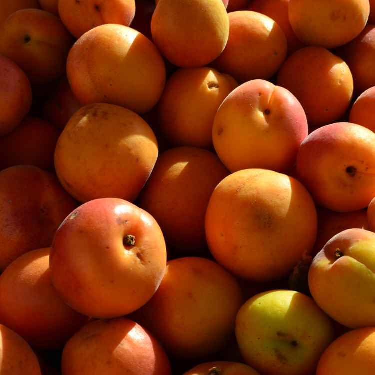 Mirabellen am Morgen