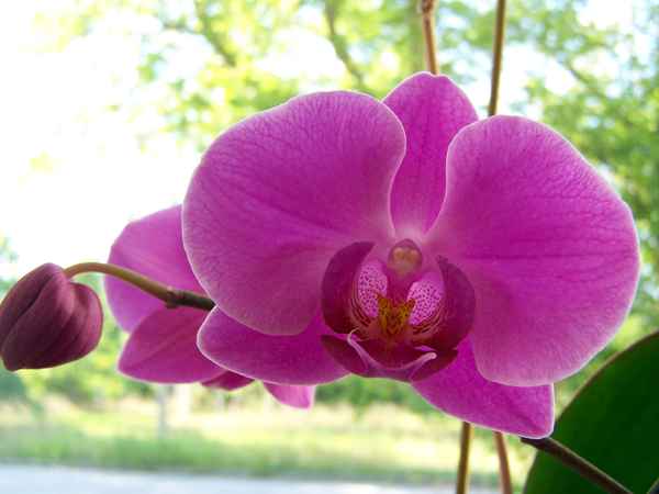 Orchidee