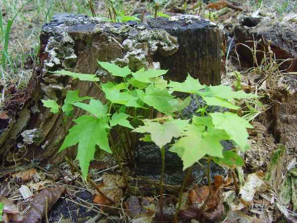 Der Kreislauf der Natur