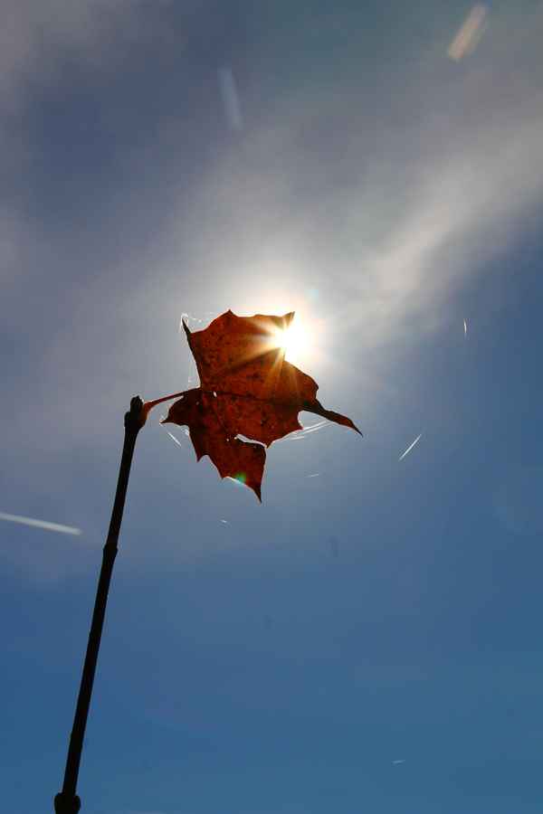 Im Licht des Herbstes 05