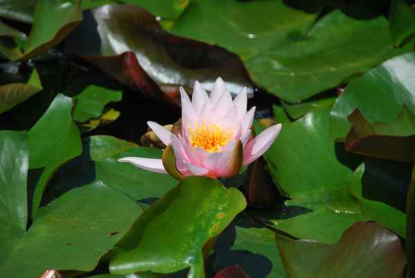 Palmengarten_Rosenfest_2009_003