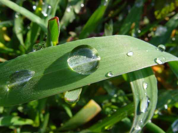 Wintergerste - es taut Nr. 2