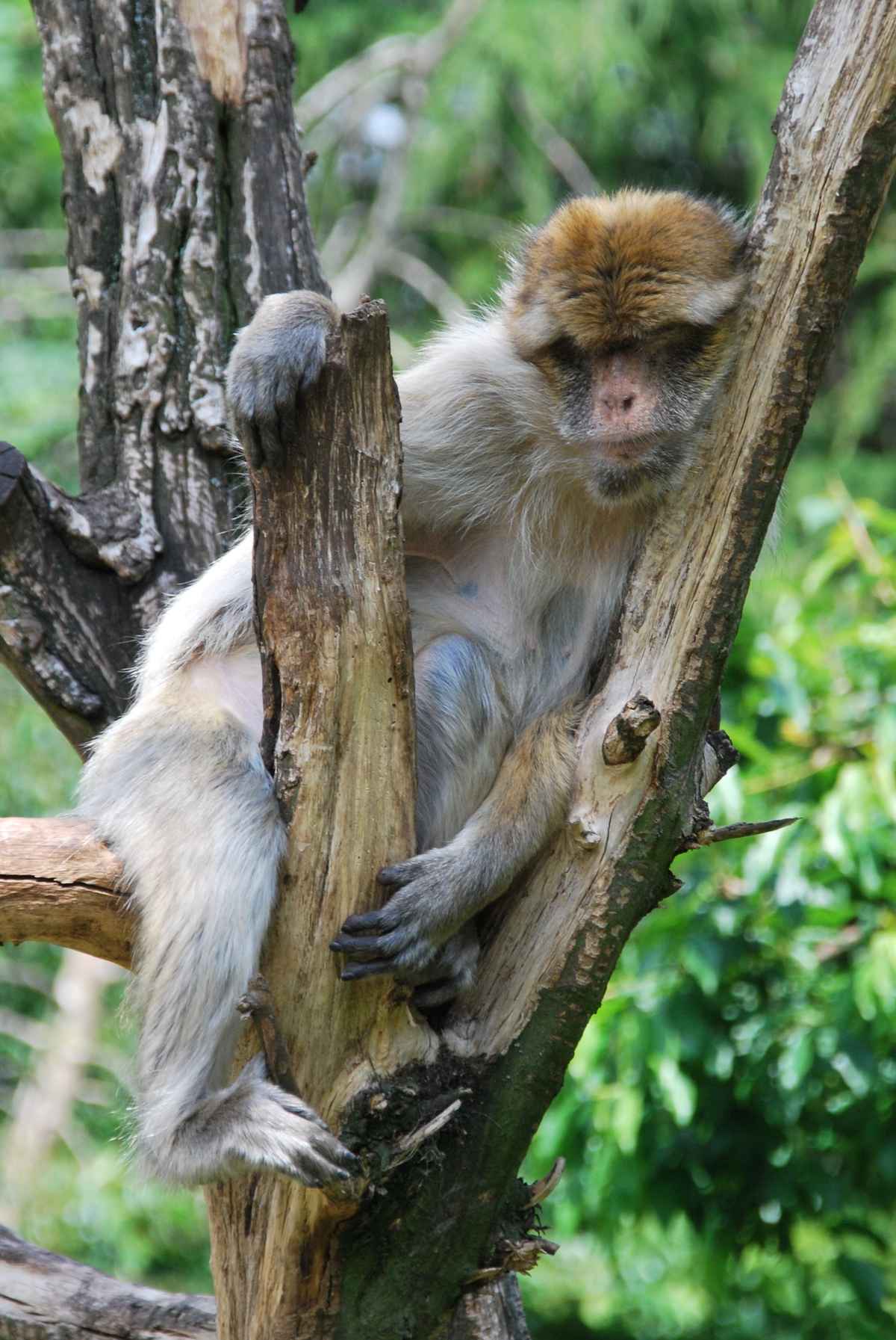 vollkommen tiefen-entspannt