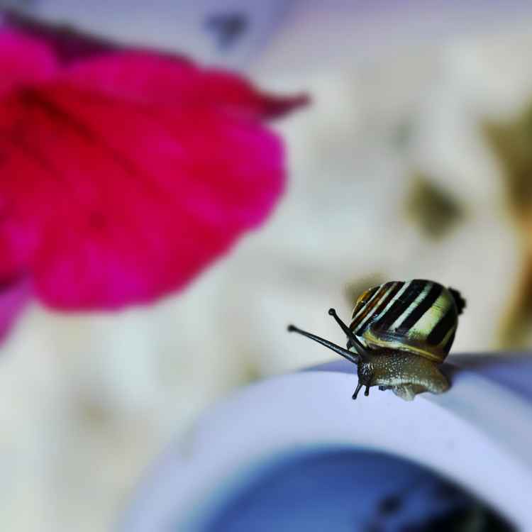 Schnecke mit unscharfen Hintergrund
