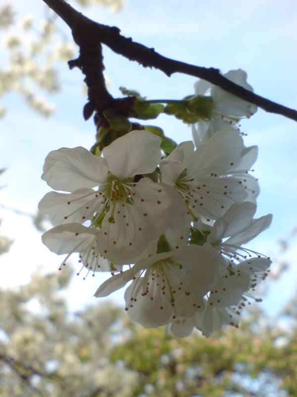  Kirschblüte_3