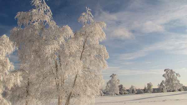 Birken in Raureif und Schnee 4