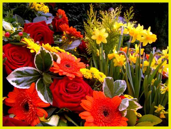 Rosen & Blumen - Kunterbunt