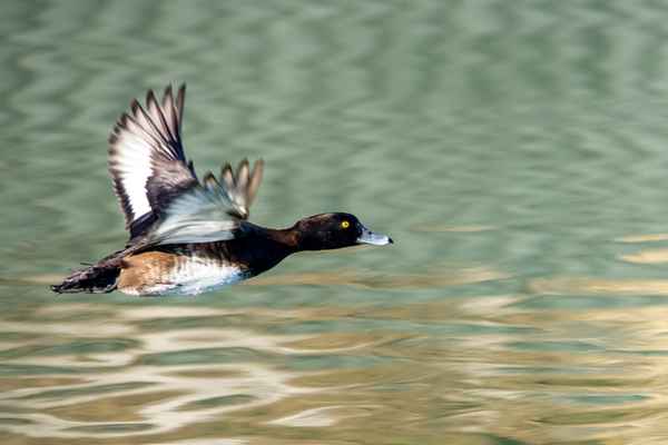 Flug-Ente_2