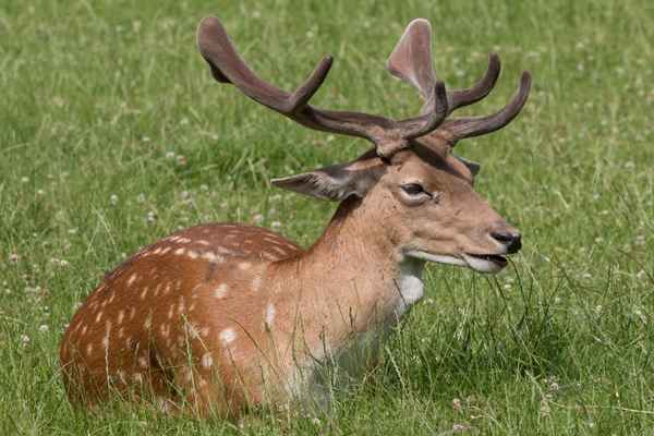 Dammhirsch