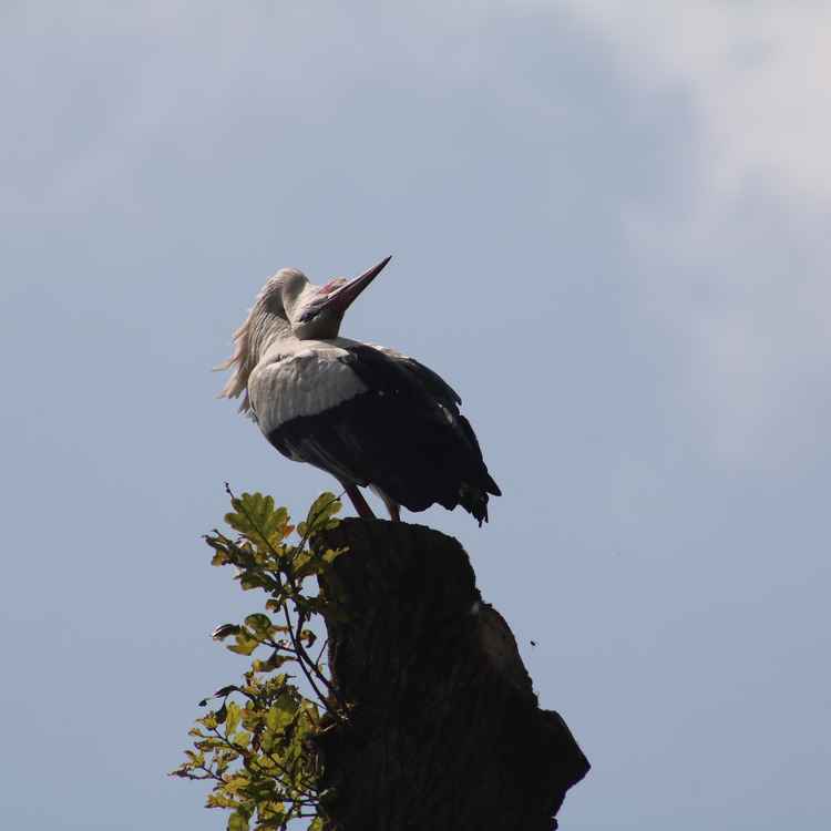 Ein Krachmacher ist selten allein!
