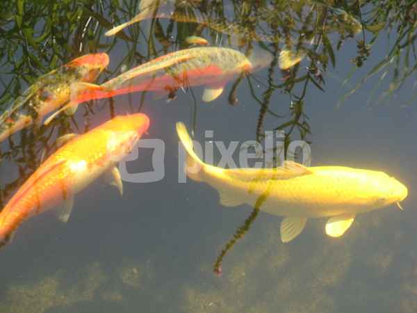 Koi