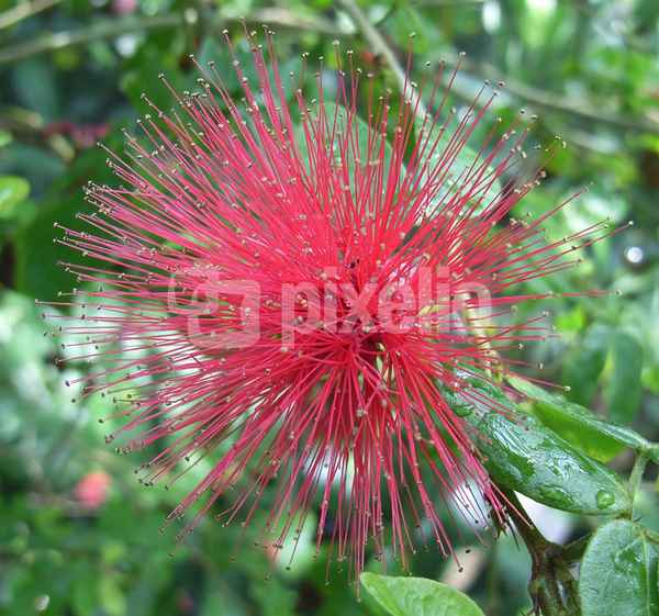 botanisches Feuerwerk