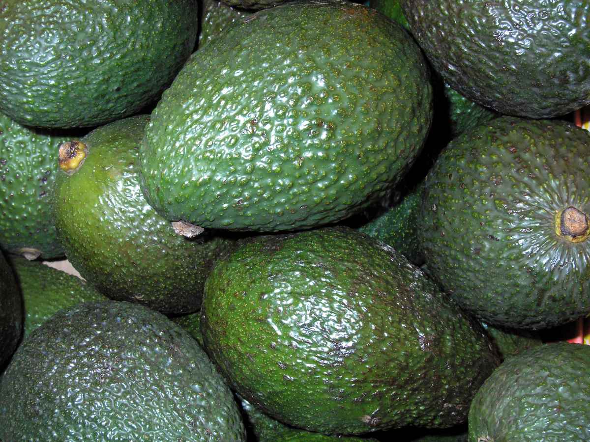 avocado