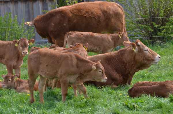 die ähnlichkeit ist nicht zu verleugnen