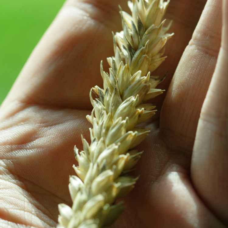 Erntezeit