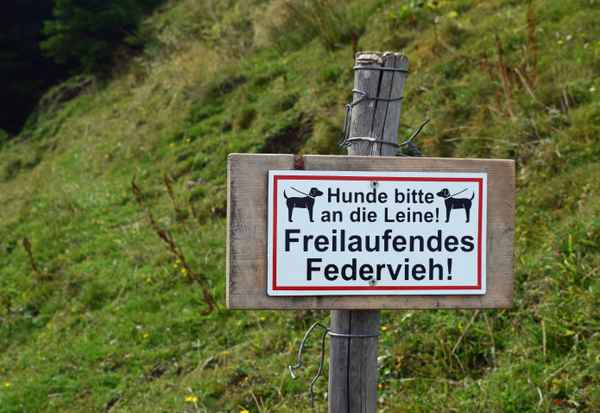 frei laufendes Federvieh...