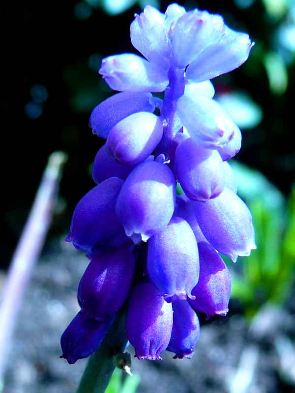 Traubenhyazinthe