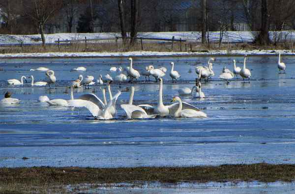 Singschwäne in den überschwemmten Wümmewiesen