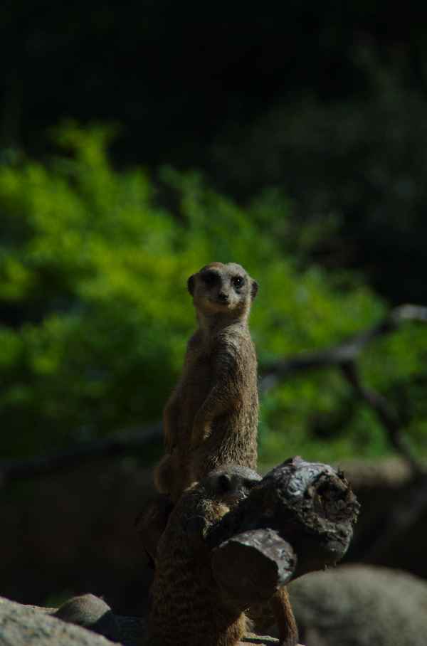 Erdmänchen hält Ausschau