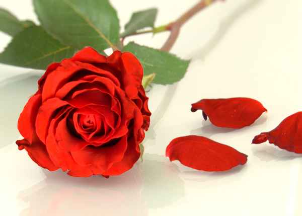 Rote Liebesrose