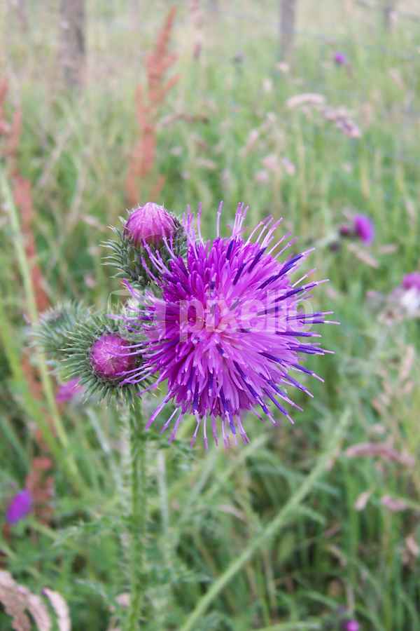 Lila -  Wiesenblume