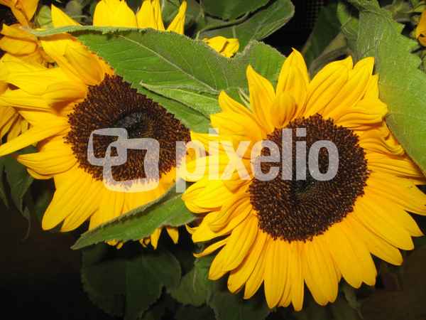 Sonnenblumen