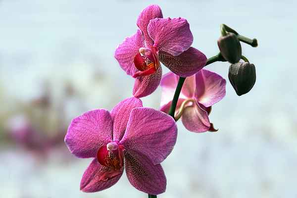 Orchidee