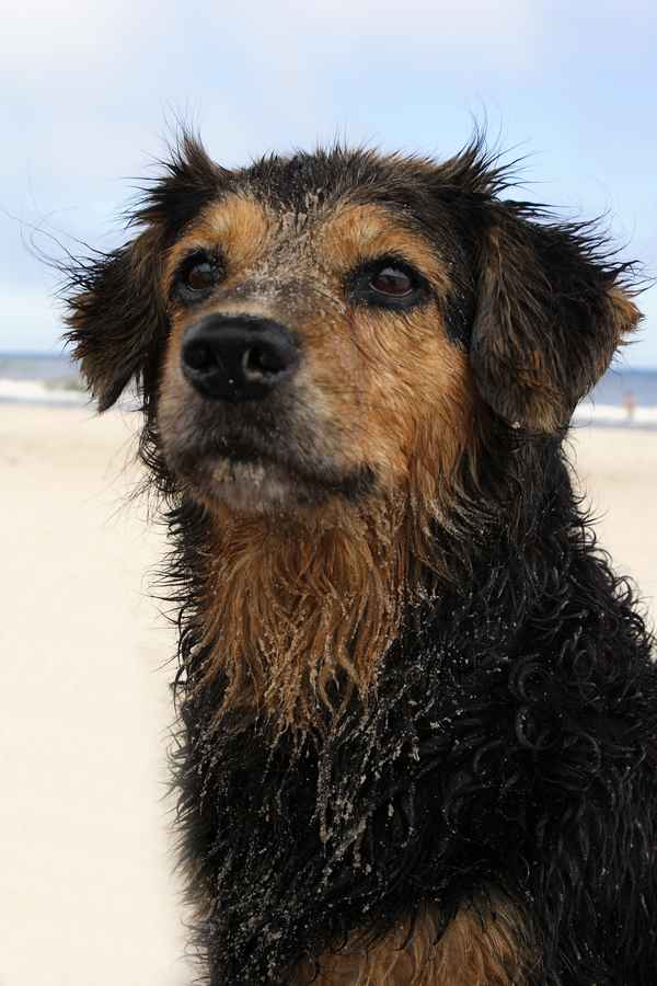 Hund am Strand
