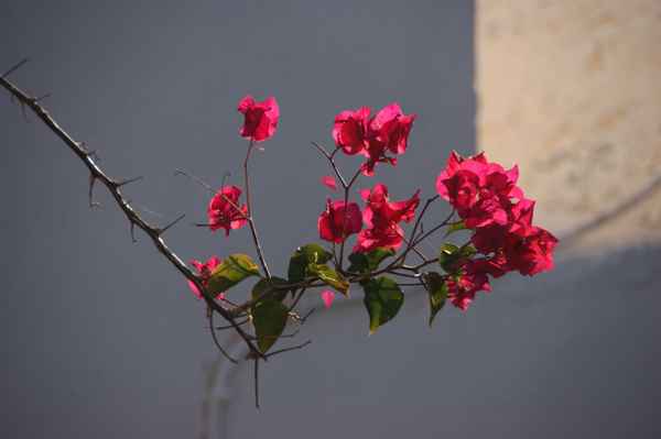 letzte Blüten am Strauch