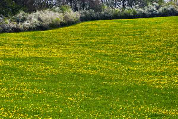 Frühlingswiese mit Heckenblüte