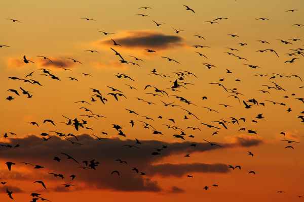 Abendgesellschaft