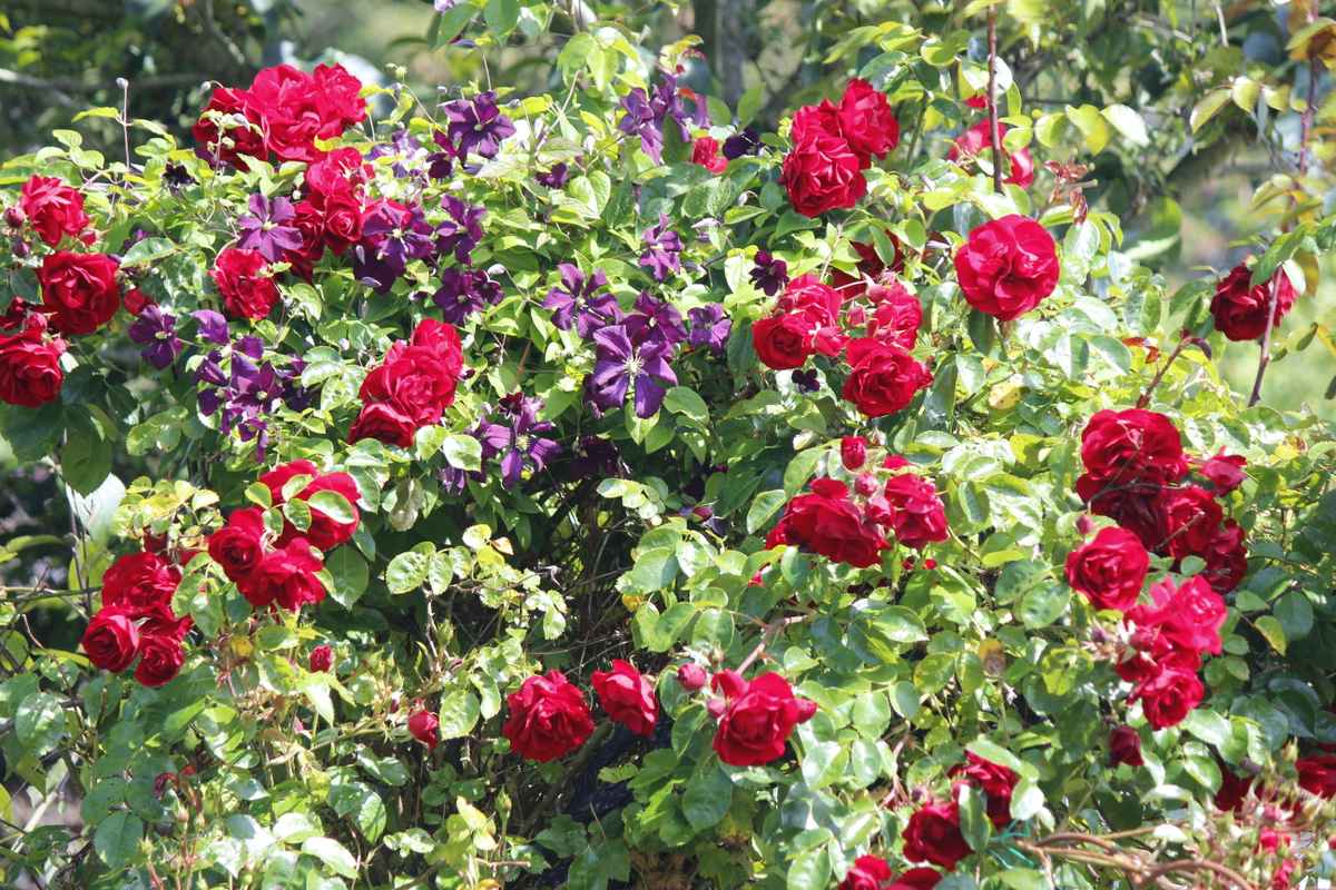 &Uuml;ppige Rosenbl&uuml;te