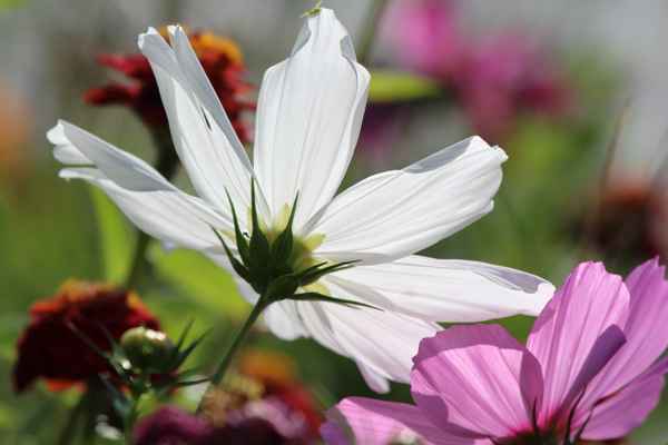 sommerblumen