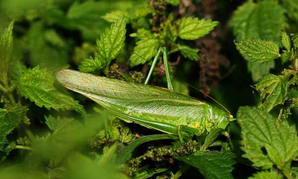 gut getarntes heupferd