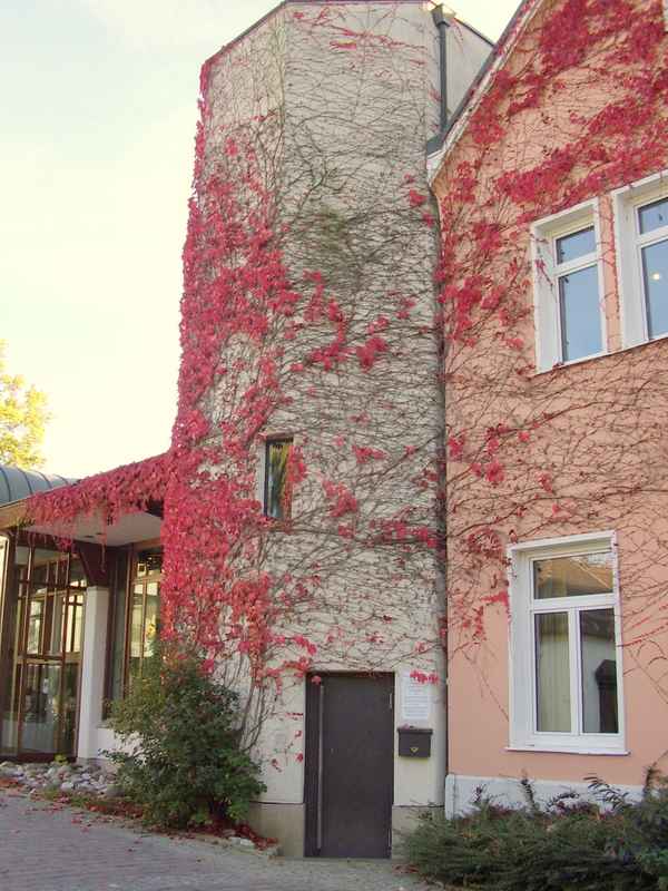 Umrankt von roten Weinlaub