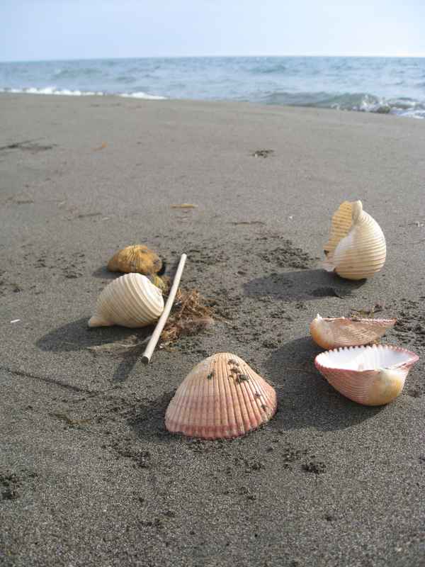 Muscheln und Pilzkorall