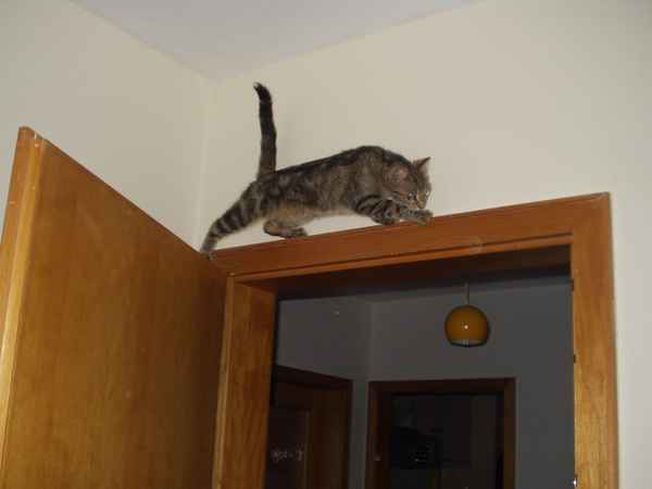 James-Bond-Katze