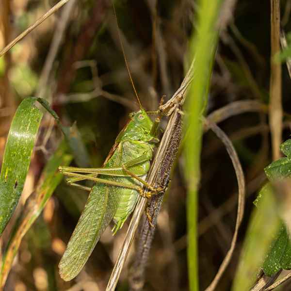 Grünes Heupferd - 2