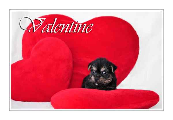 Valentine