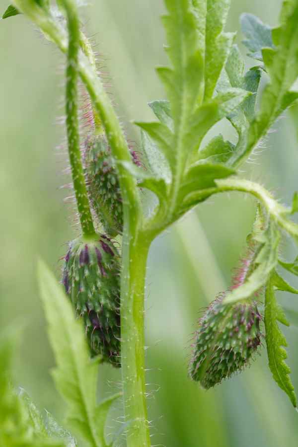 Mohnknospen