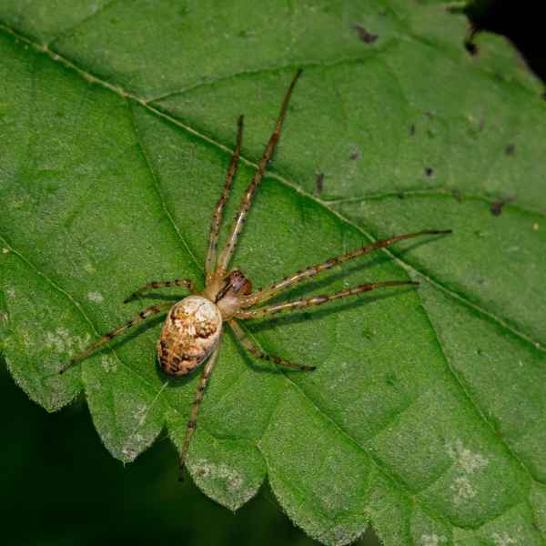 Herbst-Schmetterling