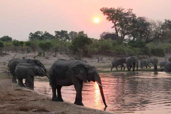 Botswana - Elefanten