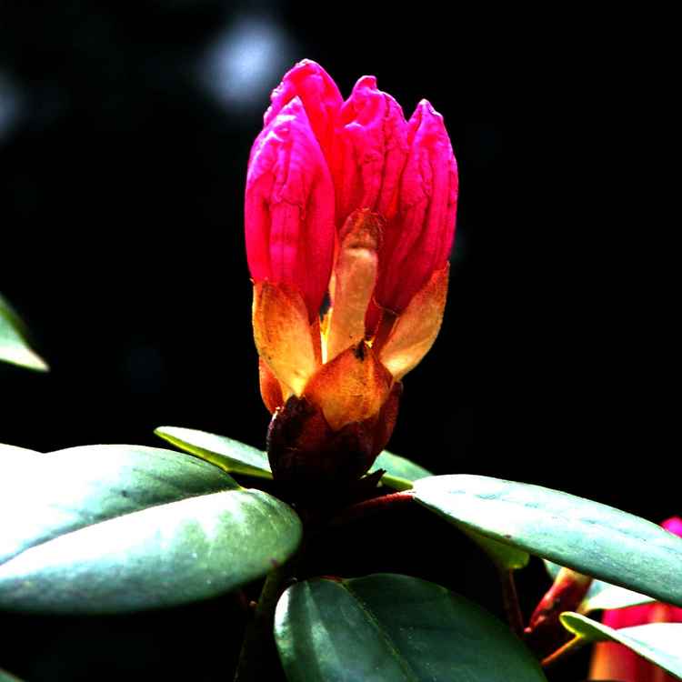 Rhododendron