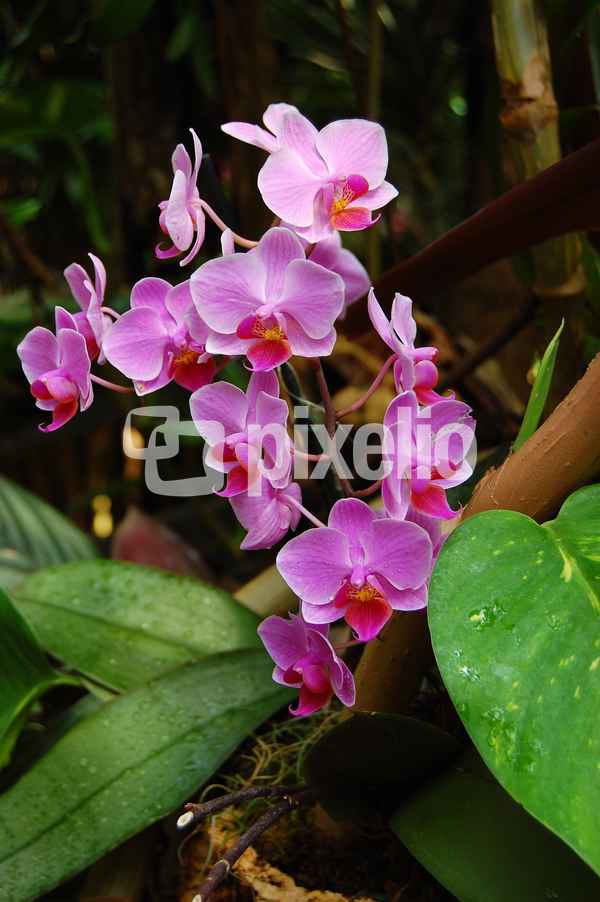 Orchideenimpression #9